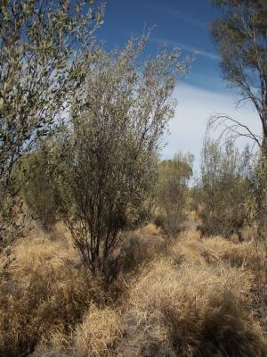 Out In the Bush near Alice Springs 1.jpg