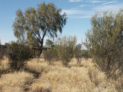 Out in the Bush near Alice Springs 2.jpg