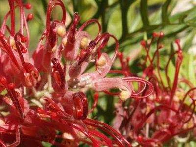 Grevillea.jpg