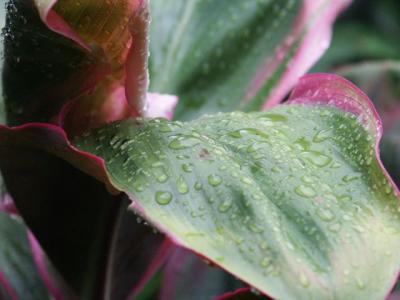 Plantlife.jpg
