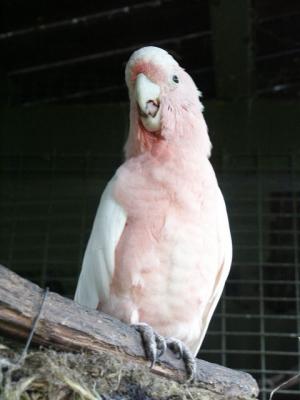 One of Many Birds (to many to show).jpg