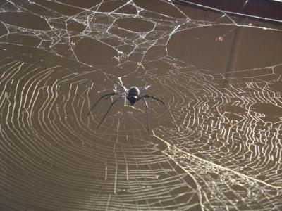Spider.jpg