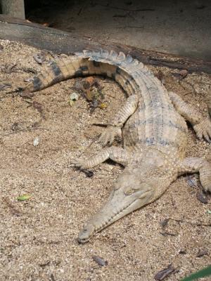 Crocodile.jpg