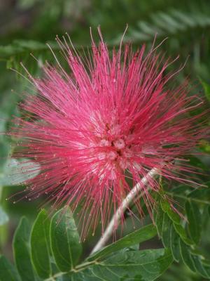 Another Grevillea I think. jpg