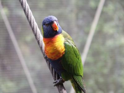 Okay, one more bird.jpg