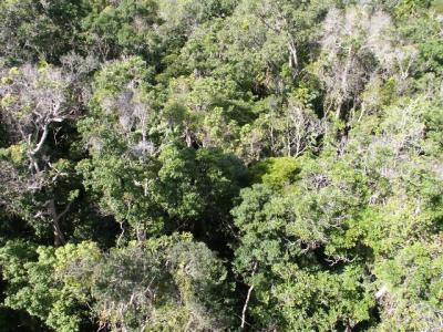 Looking Down into the Rainforest.jpg