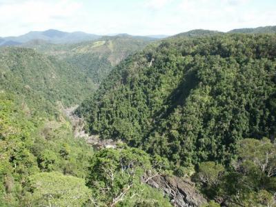 Down into the Rainforest.jpg