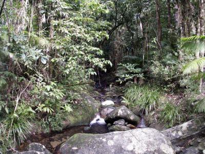 - Entering the Rainforest.jpg