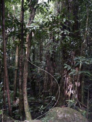 Vines in the Jungle.jpg