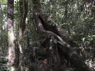 Interesting Tree trunk.jpg
