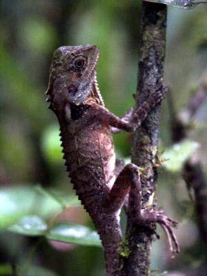 Lizard a Little Closer.jpg