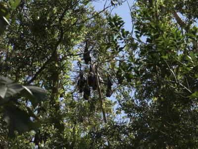 u27/mscottc/medium/16525077.E08FruitBats.jpg