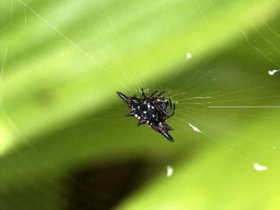 A Tiny Little Spider.jpg