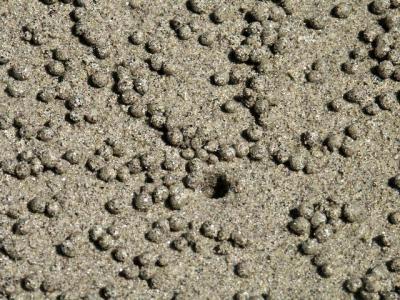 Ghost Crabs Habitat.jpg