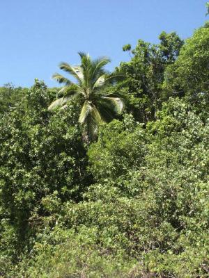 Palm in the Jungle.jpg
