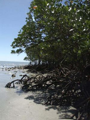 Roots above Ground.jpg