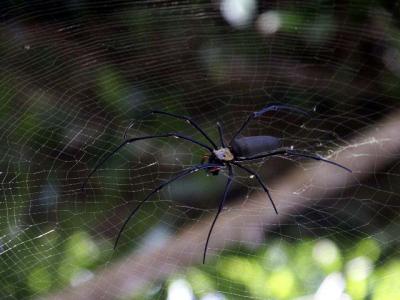A Much Bigger Spider.jpg