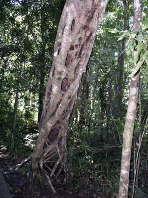 This Tree Grew Around Another Tree No Longer Here.jpg
