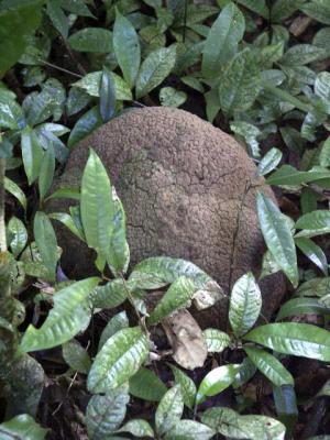 Termite Hill.jpg