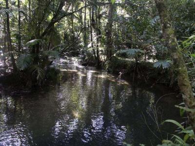 Swimming Hole.jpg