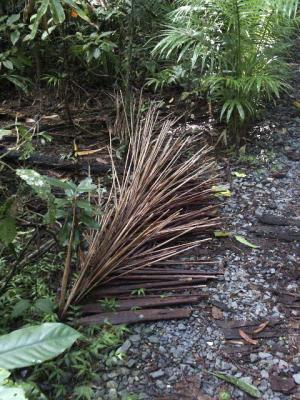 Dry Fronds.jpg