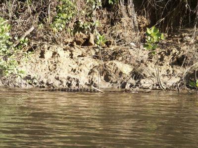 Uh Oh, a Croc.jpg
