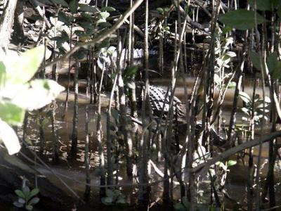 There's that Croc Again.jpg