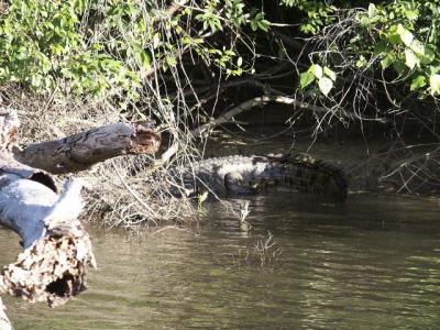Cairns, and the Rainforests