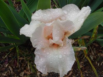 Rainy Day Iris - 03