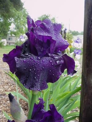 Rainy Day Iris - 04
