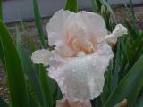Rainy Day Iris - 01