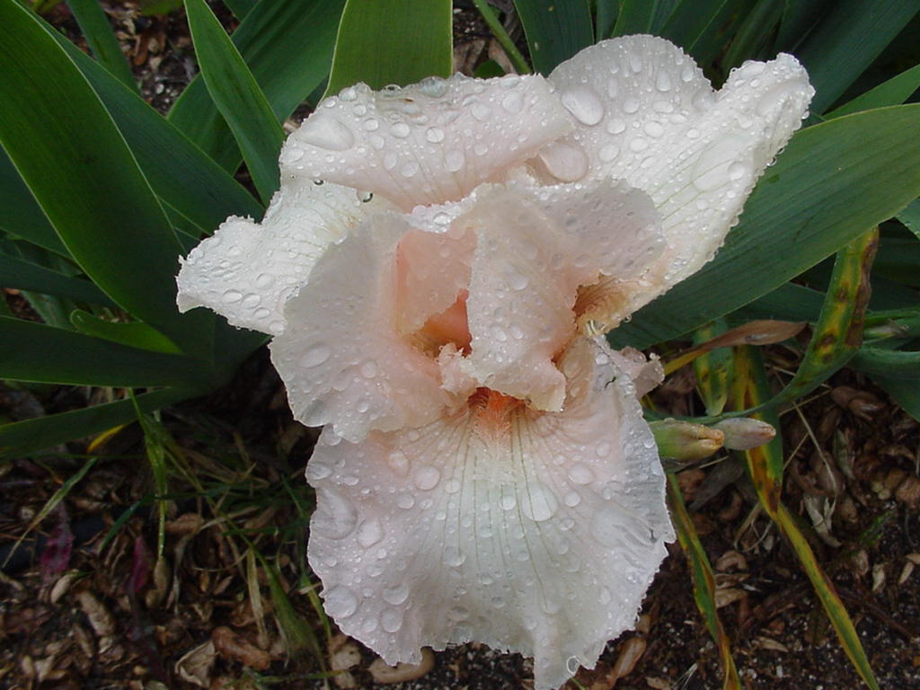 Rainy Day Iris - 03