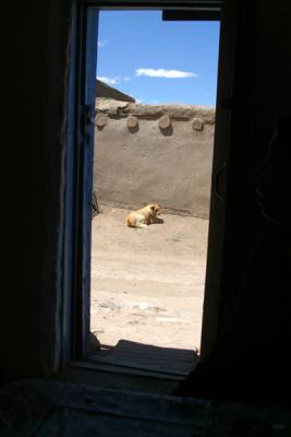 rez dog 1.jpg