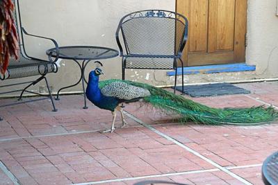 george resident peacock.jpg