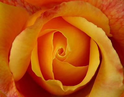 fire rose  macro