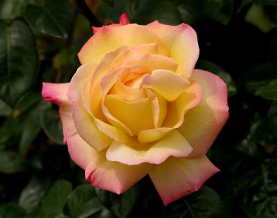 yellow red rose