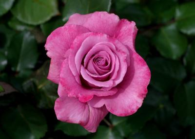 mauve rose