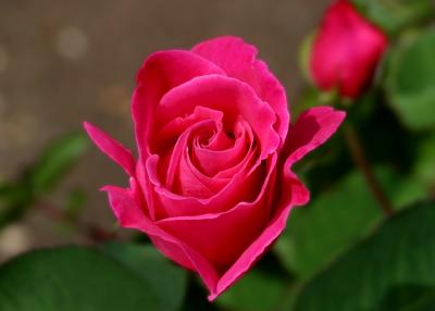 fucshia rose