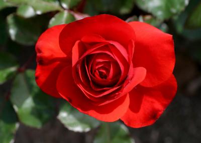 fire engine red rose