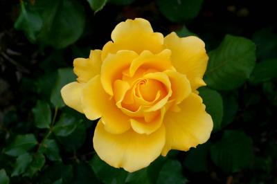 u27/ninadartworks/medium/15864566.yellowrose.jpg