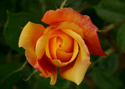fire rose 2