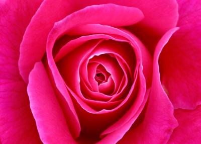 fucshia curves