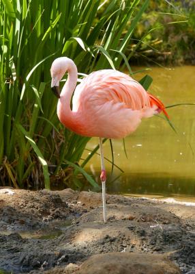 Pink flamingo 1