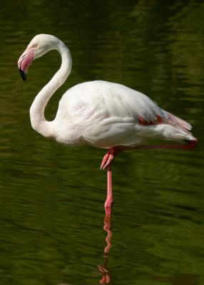  white flamingo 1