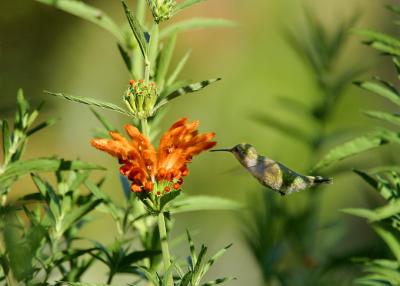 u27/ninadartworks/medium/16233438.hummingbird1.jpg