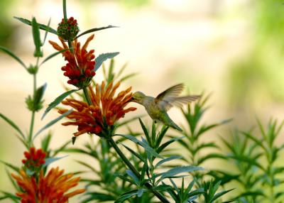 u27/ninadartworks/medium/16233439.hummingbird2mod.jpg
