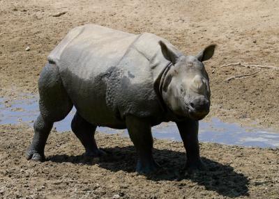 Indian black rhino