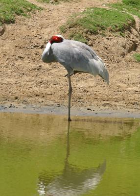 Indian Sarus Crane
