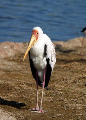 red faced baby stork