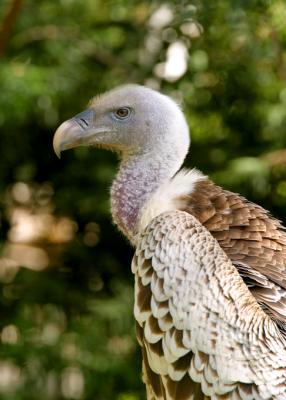 Rueppells Vulture